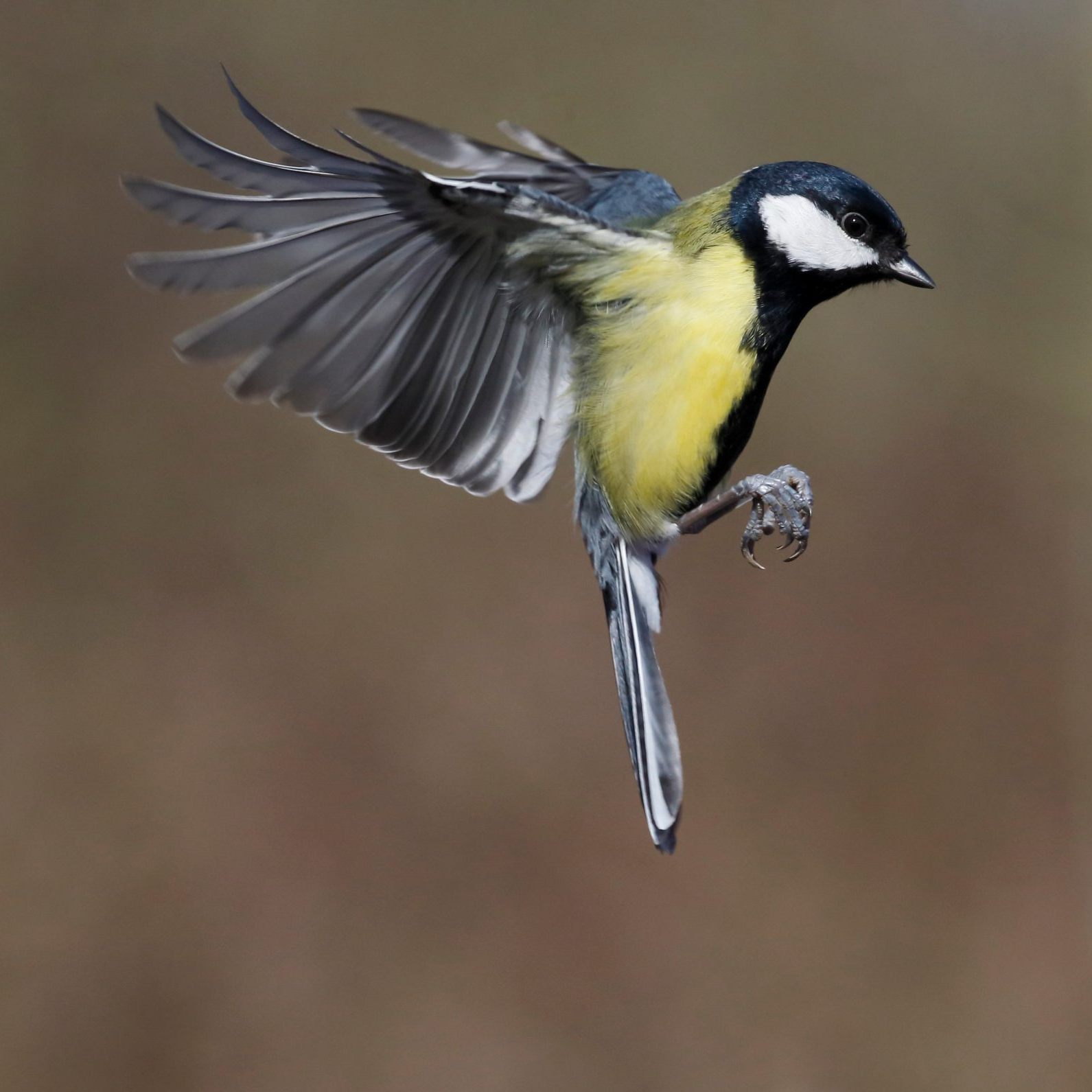 In Österreich werden bald wieder alle Wintervögel gezählt.