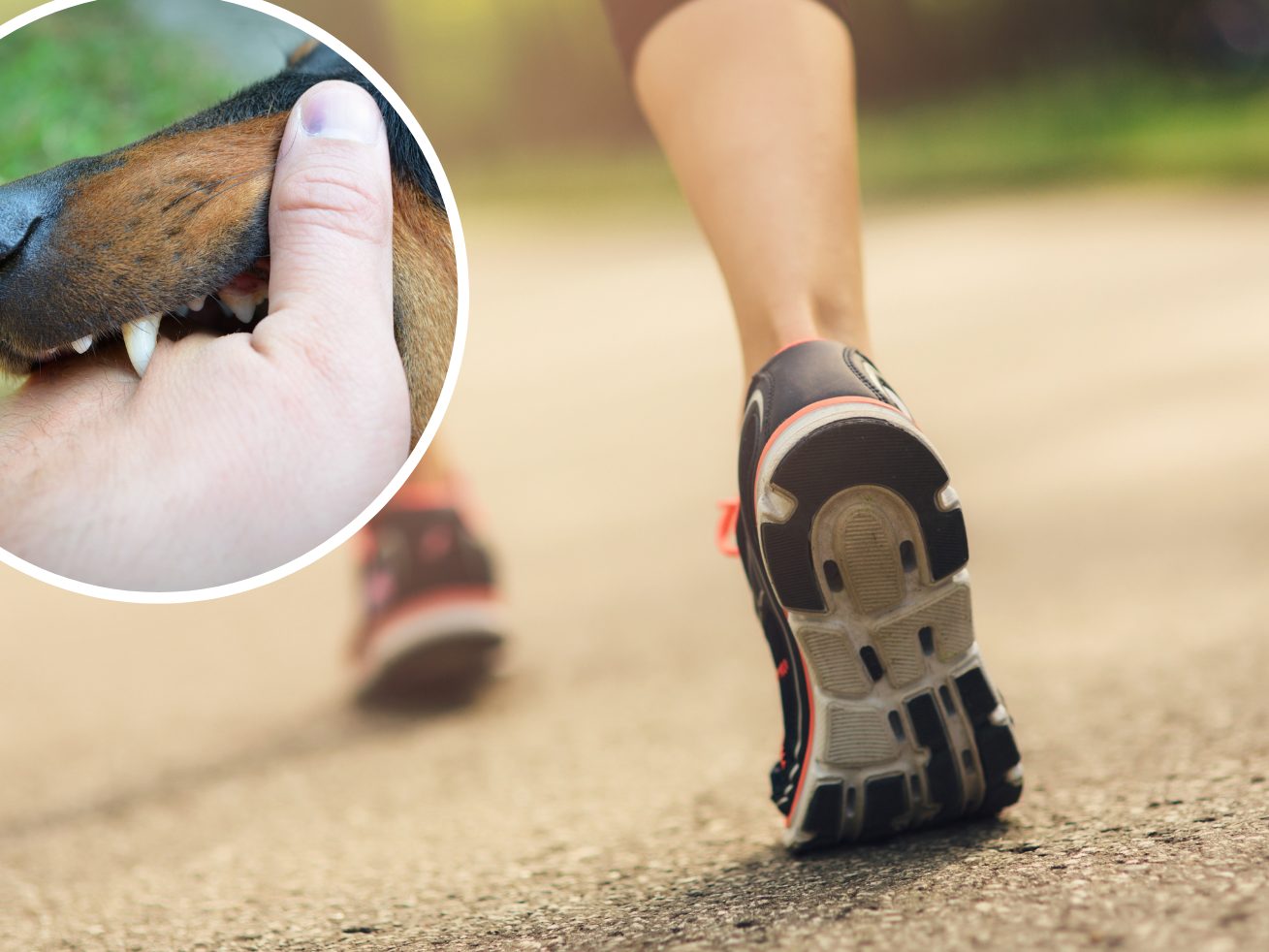 In OÖ wurde eine Joggerin von einem Hund gebissen. In OÖ wurde eine Joggerin von einem Hund gebissen.