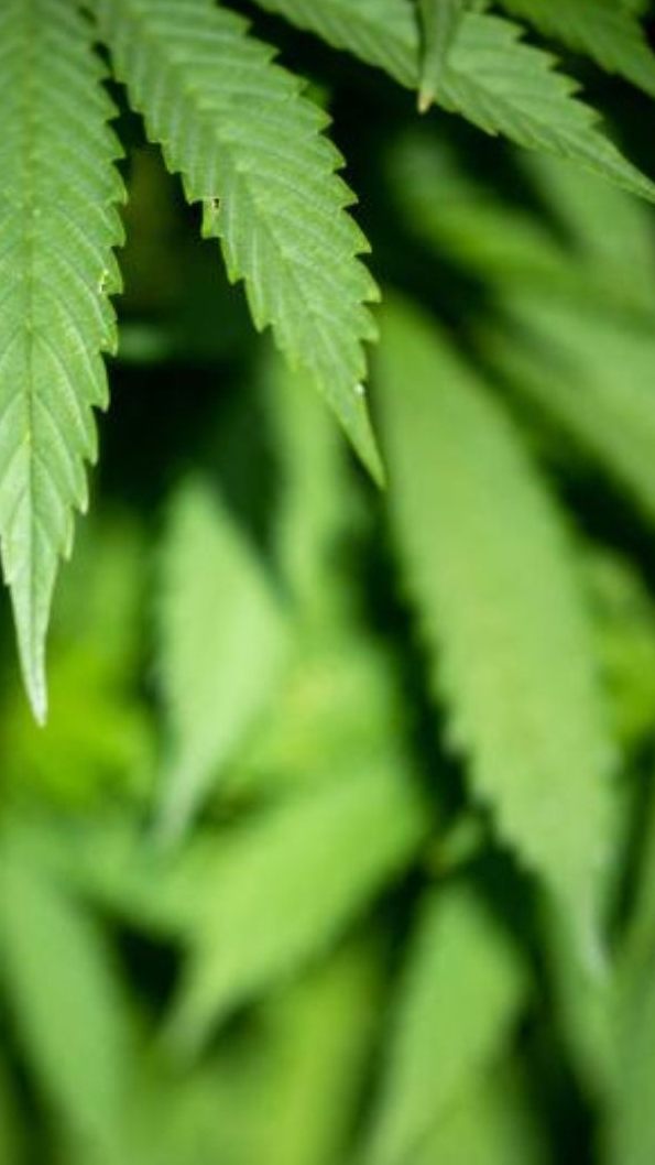 Die Uni Wien konnte in einer Studie keine Wirksamkeit von CBD bei Schmerzen feststellen.