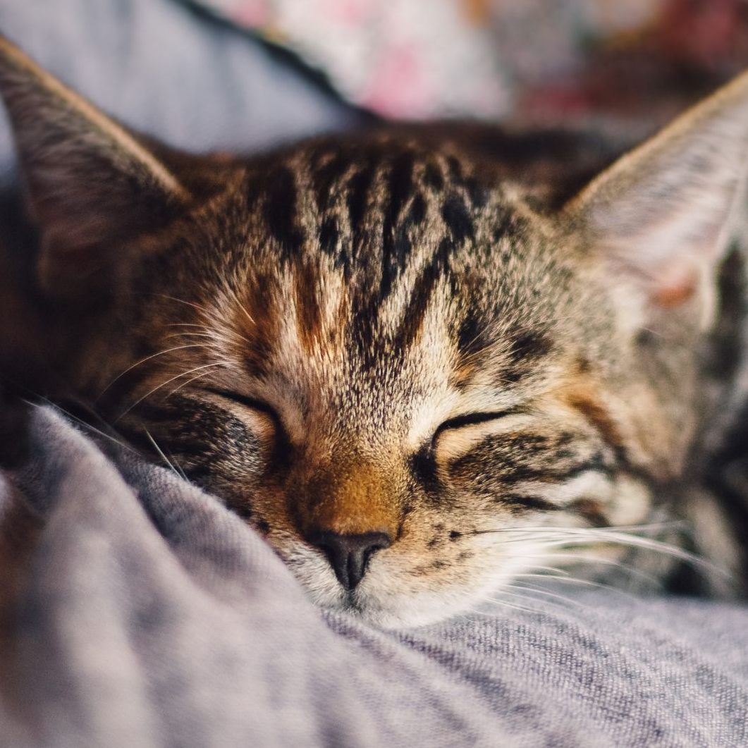 Das können Sie tun, wenn Ihnen eine Katze zugelaufen ist.