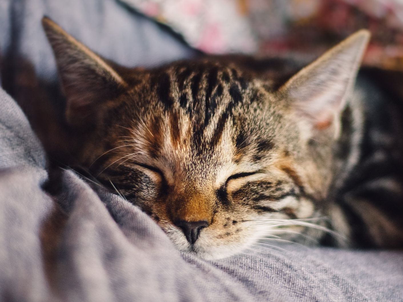 Das können Sie tun, wenn Ihnen eine Katze zugelaufen ist. Das können Sie tun, wenn Ihnen eine Katze zugelaufen ist.