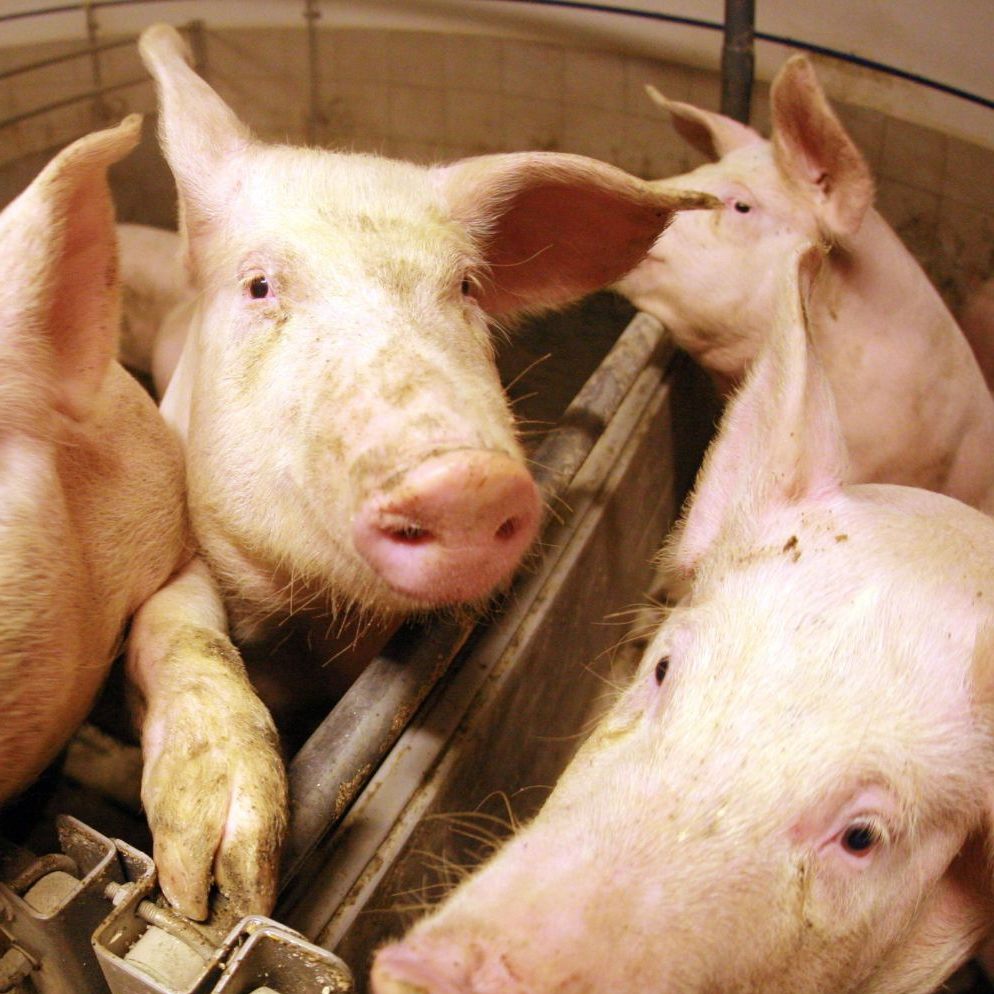 Bei den Resultaten des Market-Checks 2023 von Greenpeace könne einem "die Lust aufs Schnitzel" vergehen.