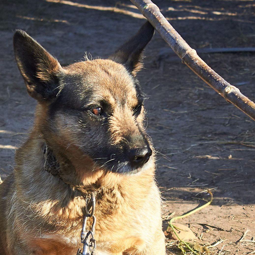 Ein vermeintlicher Hundetrainer ist in der Steiermark wegen Tierquälerei festgenommen worden.