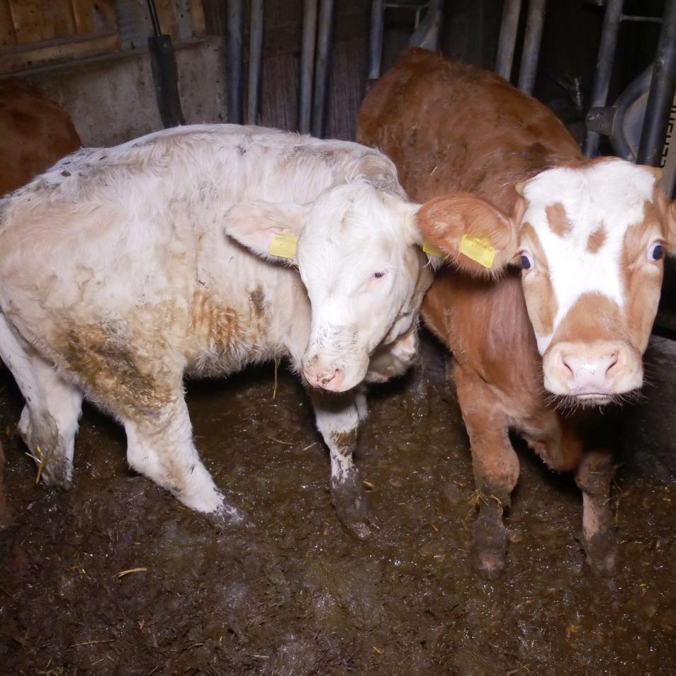 Der VGT kritisiert die Zustände in dem Rinderbetrieb in Wiener Neustadt.