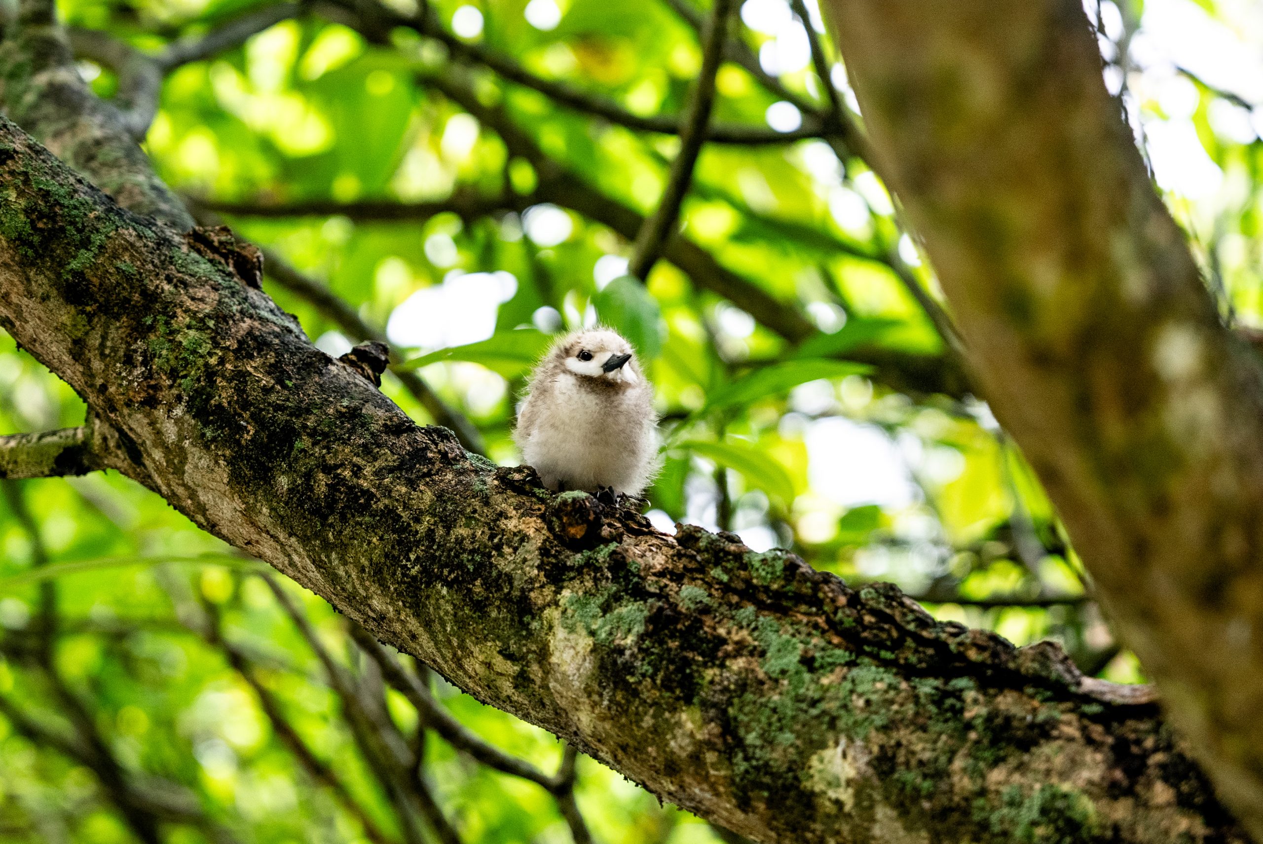 Die kleinen flauschigen Vögel sind ein beliebtes Fotomotiv. Natürliche Feinde haben sie auf der Insel zum Glück keine.