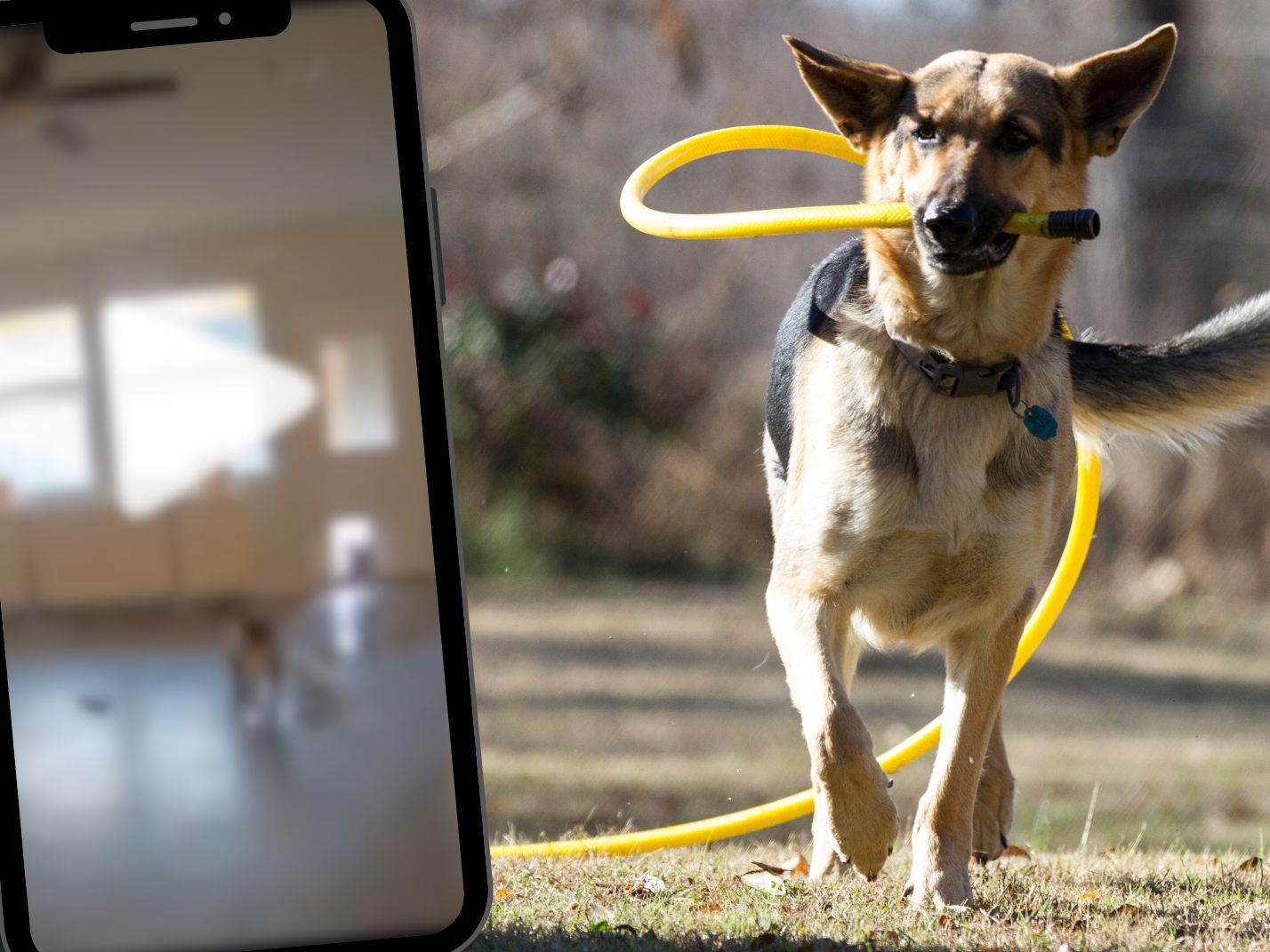 Hund überschwemmt Wohnzimmer mit Gartenschlauch Hund überschwemmt Wohnzimmer mit Gartenschlauch