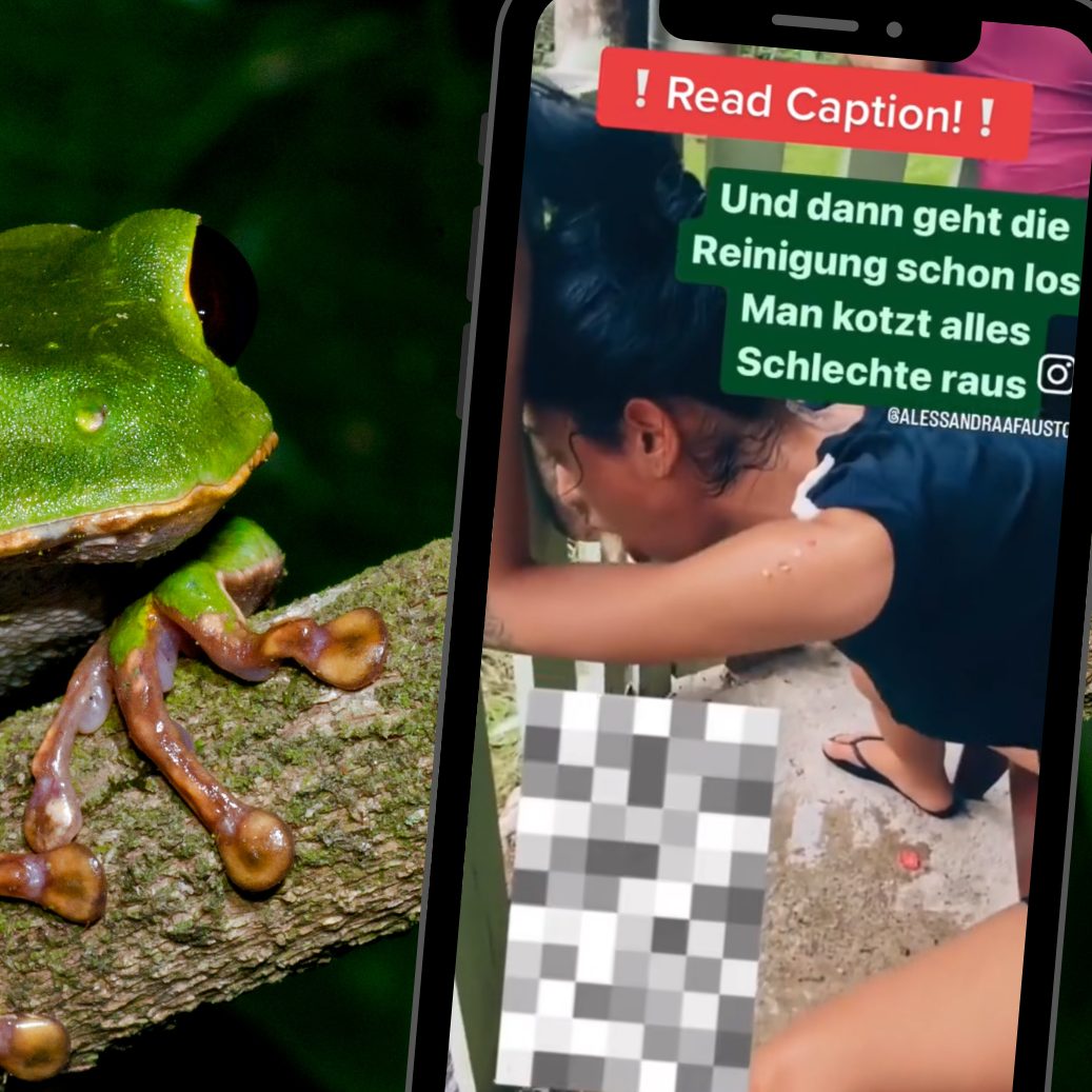 Das Sekret des Froschs enthält eine Vielzahl von Peptiden und Neurotransmittern, die unterschiedliche Auswirkungen auf den Körper haben können.