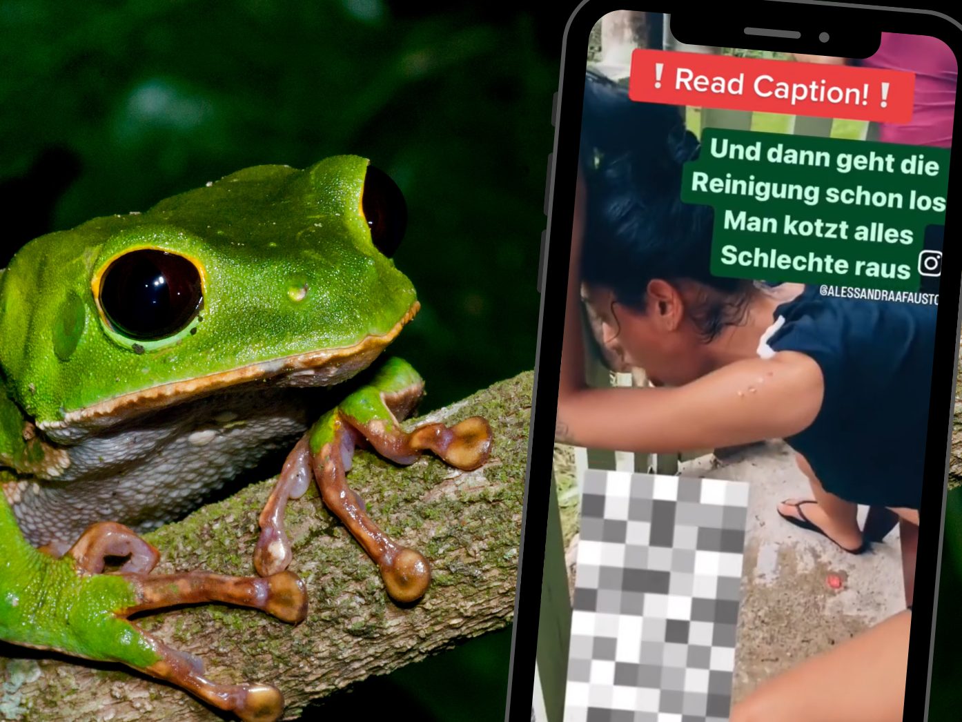 Das Sekret des Froschs enthält eine Vielzahl von Peptiden und Neurotransmittern, die unterschiedliche Auswirkungen auf den Körper haben können.