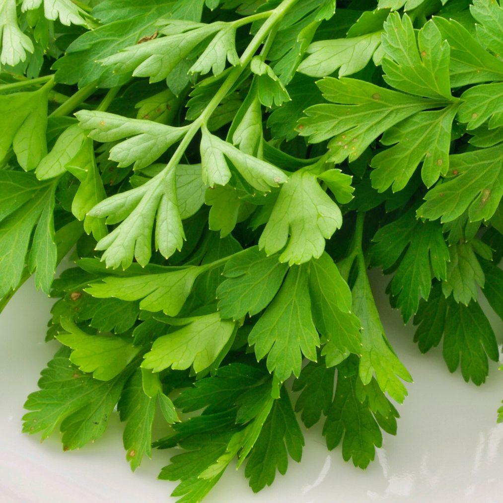 Neben den genetischen Faktoren spielt auch die kulturelle und soziale Prägung eine entscheidende Rolle bei der Frage, wie wir zu Koriander stehen.