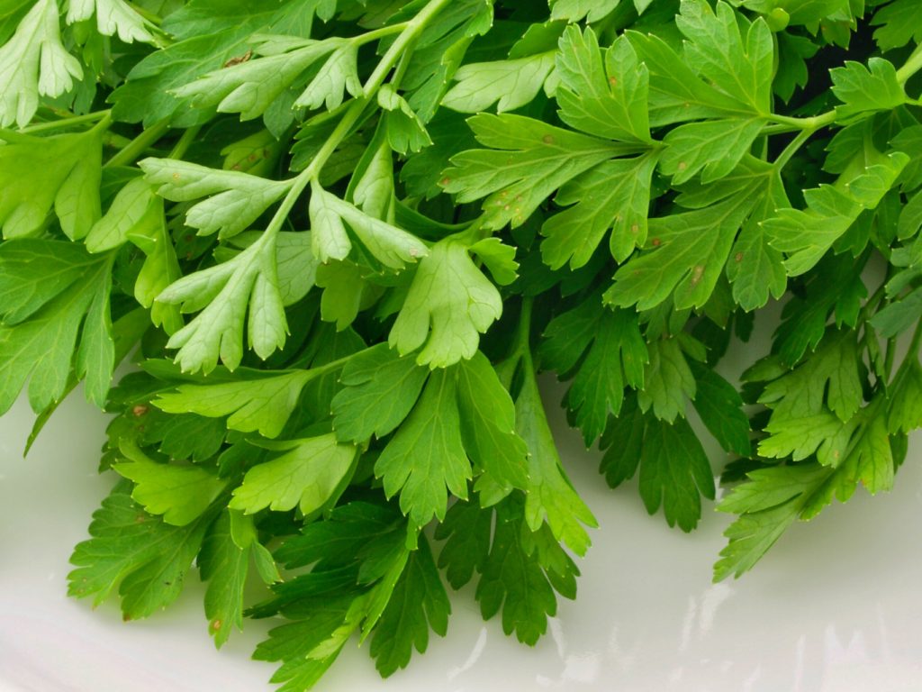 Warum du Koriander entweder liebst oder hasst Wissenschaft VOL.AT