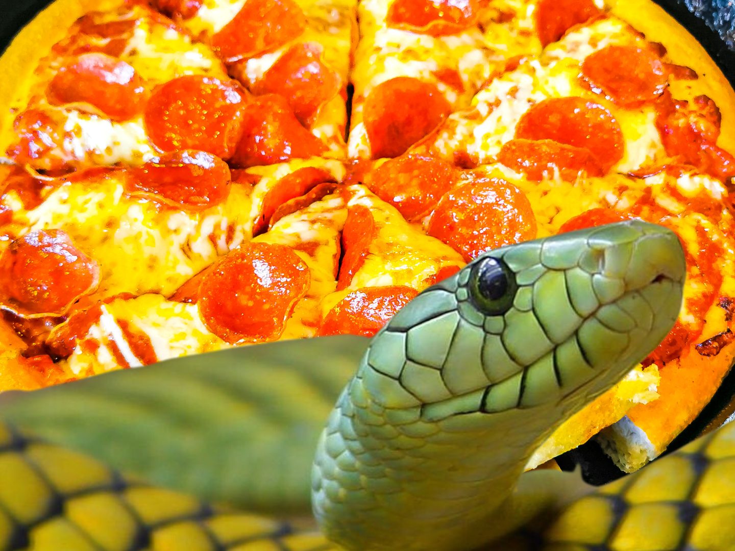 Schlangenfleisch auf einer Pizza würden hierzulande wohl nur die wenigsten gerne essen.