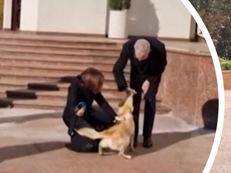 Bundespräsident Alexander van der Bellen wurde vom Hund der moldauischen Präsidentin gebissen. Bundespräsident Alexander van der Bellen wurde vom Hund der moldauischen Präsidentin gebissen.