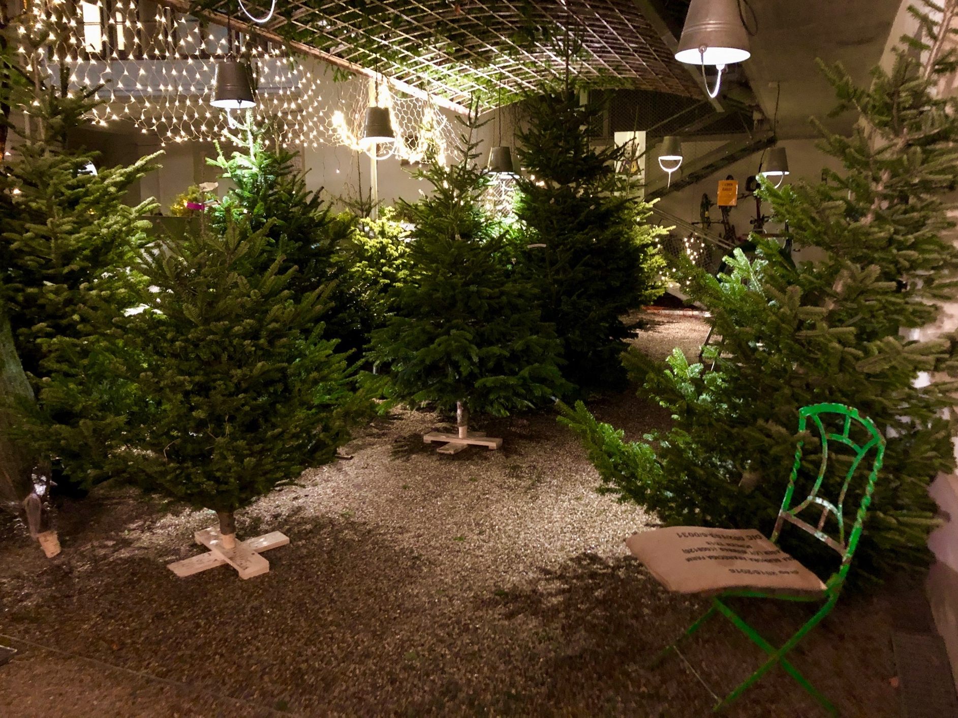 Die VinziRast verkauft 2023 wieder Christbäume in Wien. Die VinziRast verkauft 2023 wieder Christbäume in Wien.