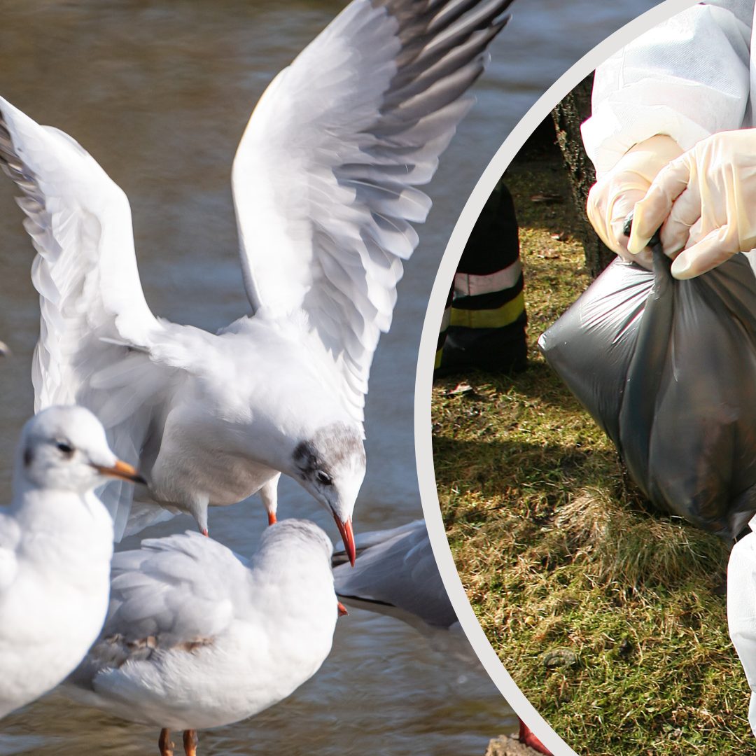 Das Virus wurde bei einer Lachmöve in Lindau festgestellt.