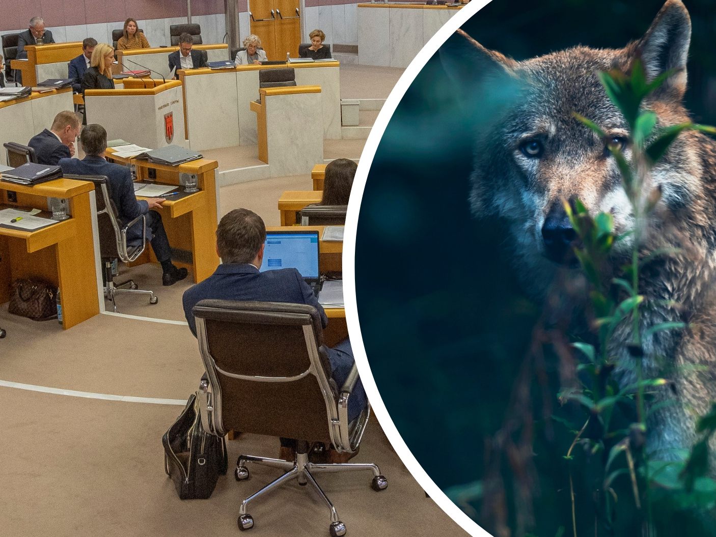 Vorarlberg schuf eine rechtliche Basis zum Abschuss von Wölfen.