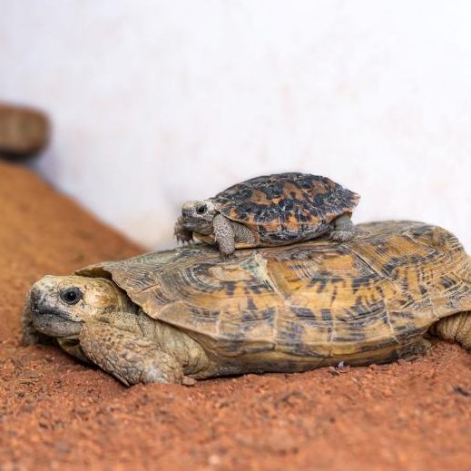 Dem Wiener Haus des Meeres gelang die Nachzucht der seltenen Spaltenschildkröte.