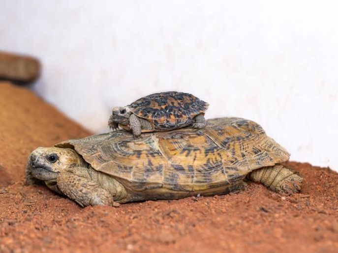 Dem Wiener Haus des Meeres gelang die Nachzucht der seltenen Spaltenschildkröte. Dem Wiener Haus des Meeres gelang die Nachzucht der seltenen Spaltenschildkröte.