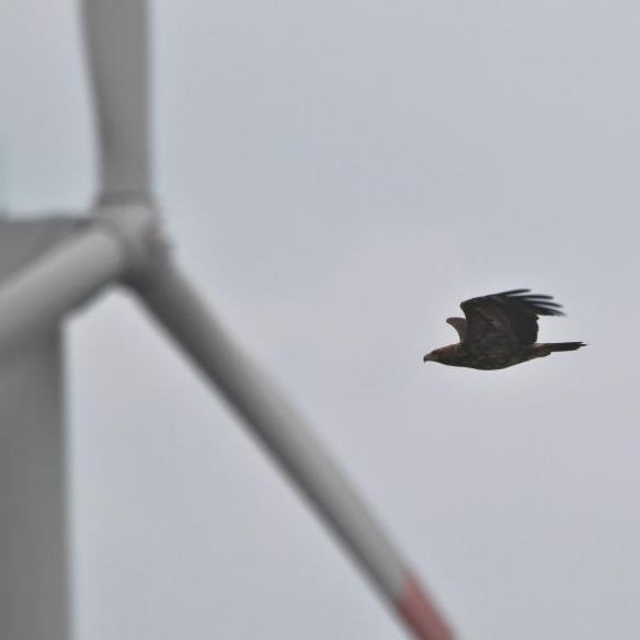 Die Lage der Kaiseradler in Österreich ist düster, wegen Kollisionen und geringem Nachwuchs. Vier Kaiseradler starben durch Zusammenstößen mit Windkraftanlagen