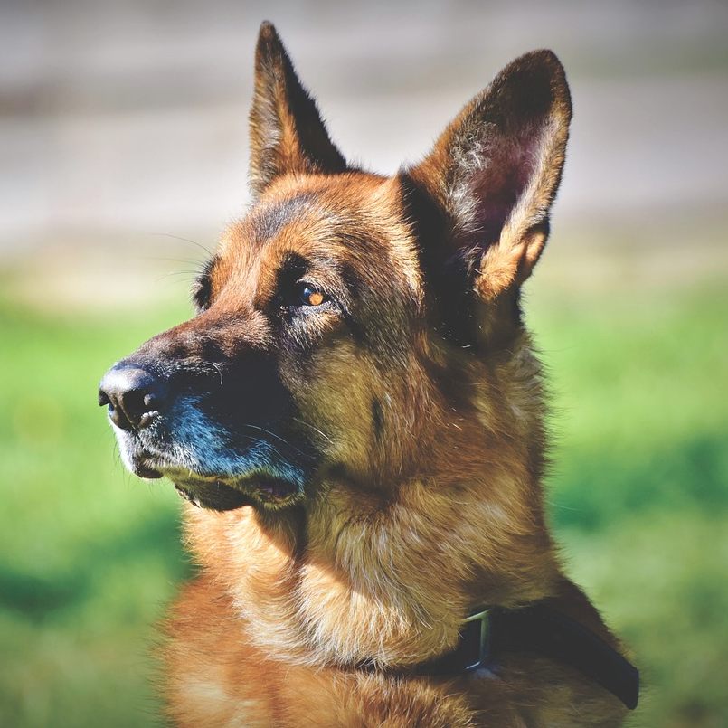 Ein Schäferhund attackierte eine Pensionistin in Knittelfeld.