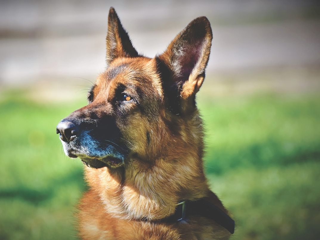 Ein Schäferhund attackierte eine Pensionistin in Knittelfeld. Ein Schäferhund attackierte eine Pensionistin in Knittelfeld.