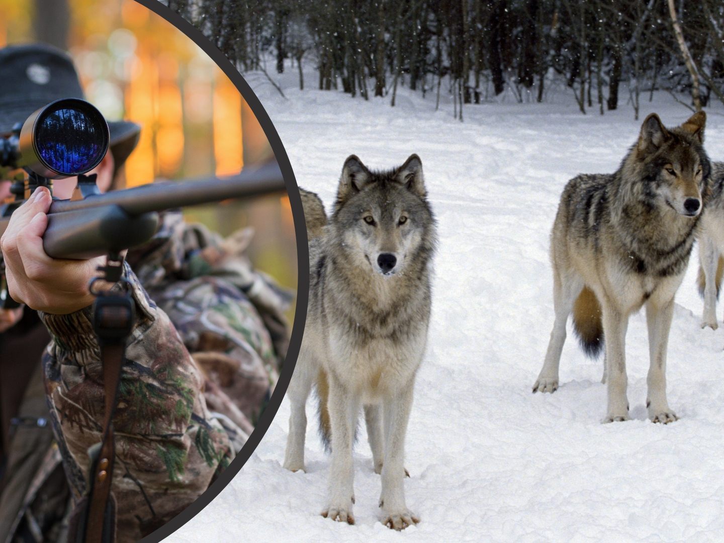 Gleich zwölf Wolfsrudel sind in der Schweiz zum Abschuss freigegeben. Gleich zwölf Wolfsrudel sind in der Schweiz zum Abschuss freigegeben.