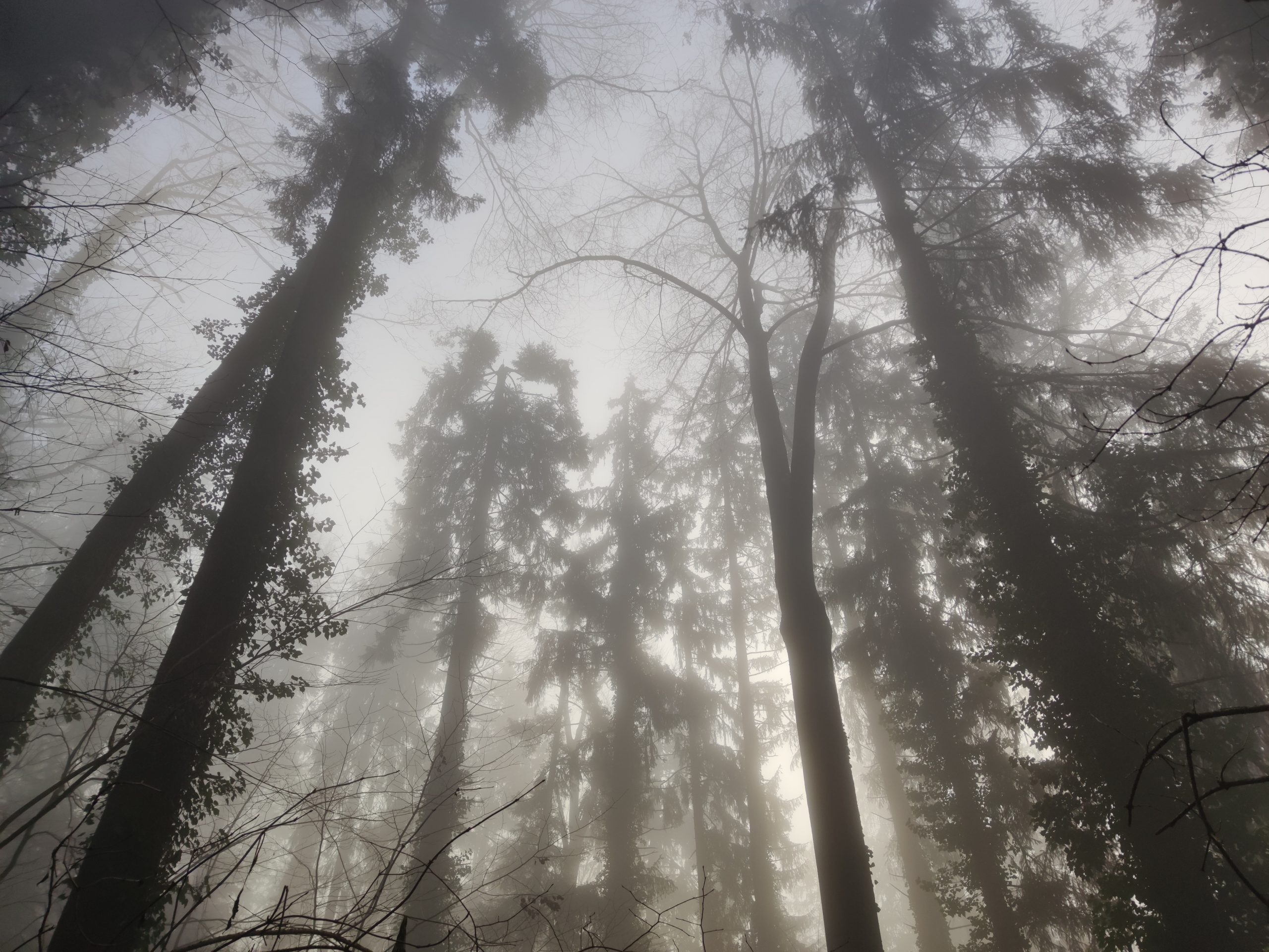 Der Nebel machte die einzelnen Sonnenstrahlen sichtbar.