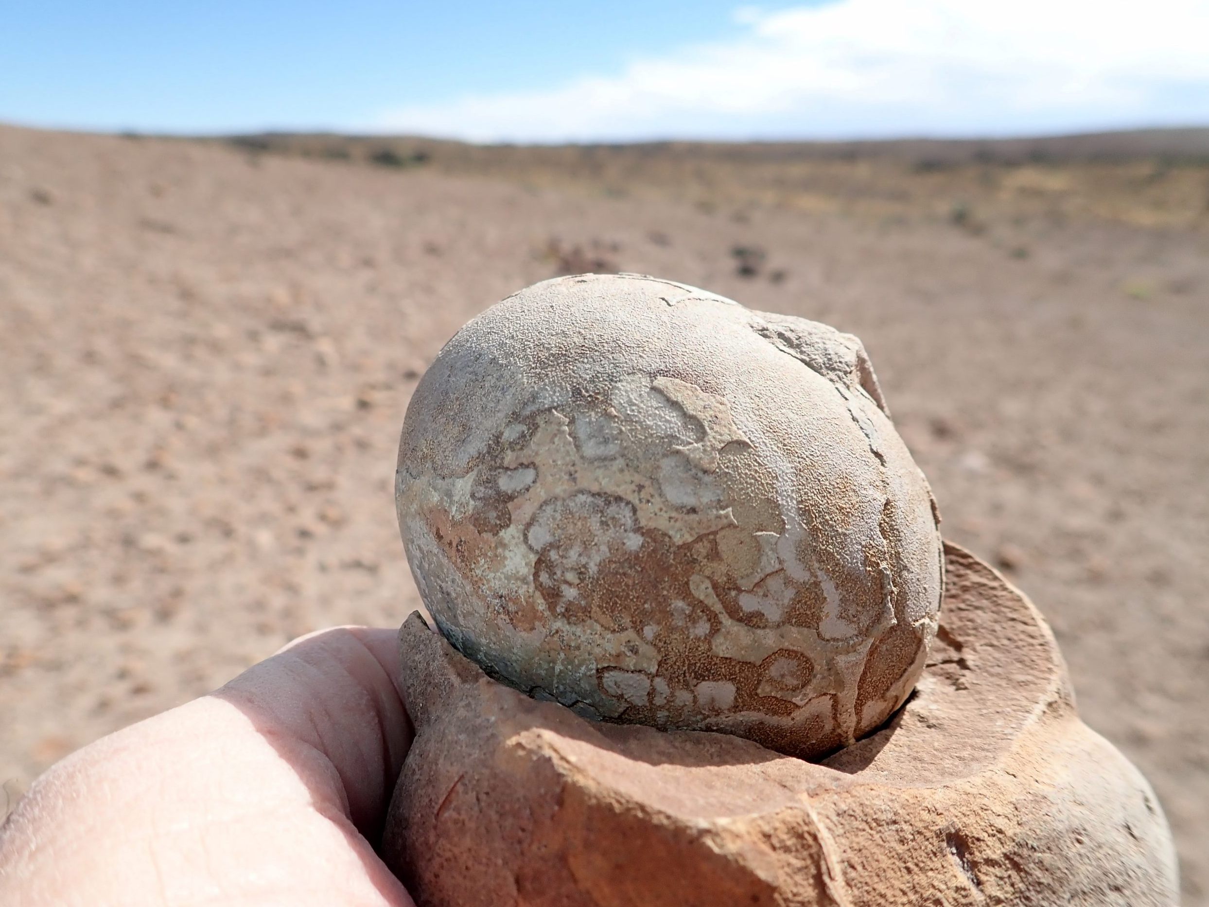 Ein von einer Familie als göttlich verehrter Stein in Indien entpuppte sich als Dino-Ei. Ein von einer Familie als göttlich verehrter Stein in Indien entpuppte sich als Dino-Ei.