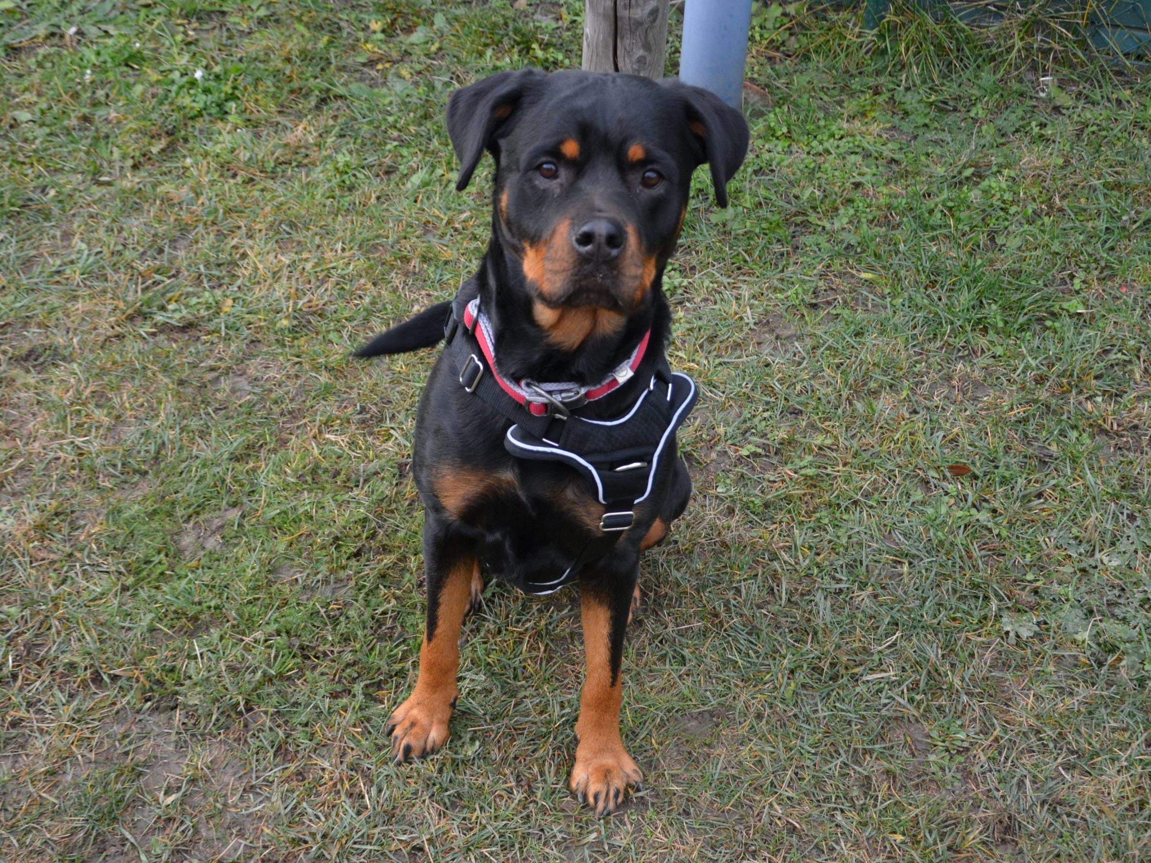 Eine Hündin wurde an einer Straßenbahnhaltestelle ausgesetzt.