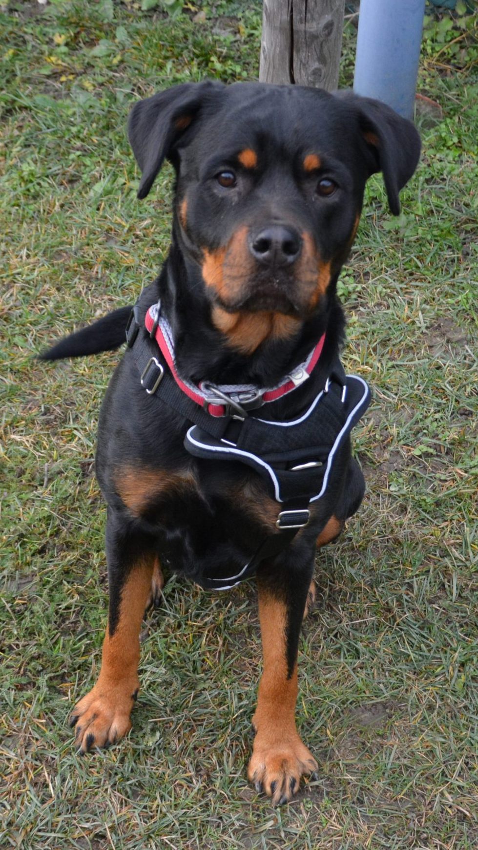 Eine Hündin wurde an einer Straßenbahnhaltestelle ausgesetzt.