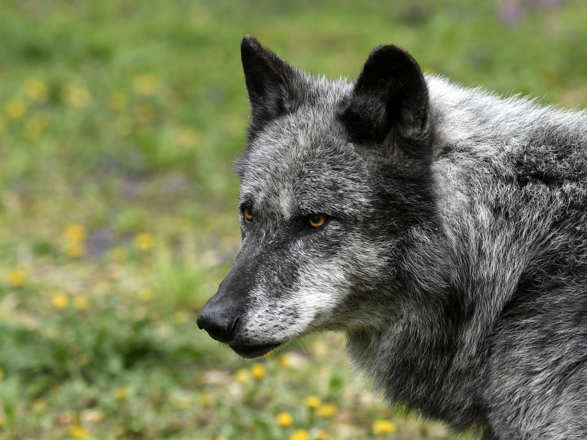 Ein zweiter Risikowolf wurde in Oberösterreich abgeschossen. Ein zweiter Risikowolf wurde in Oberösterreich abgeschossen.