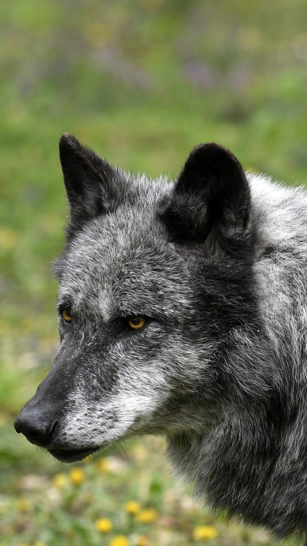 Ein zweiter Risikowolf wurde in Oberösterreich abgeschossen.