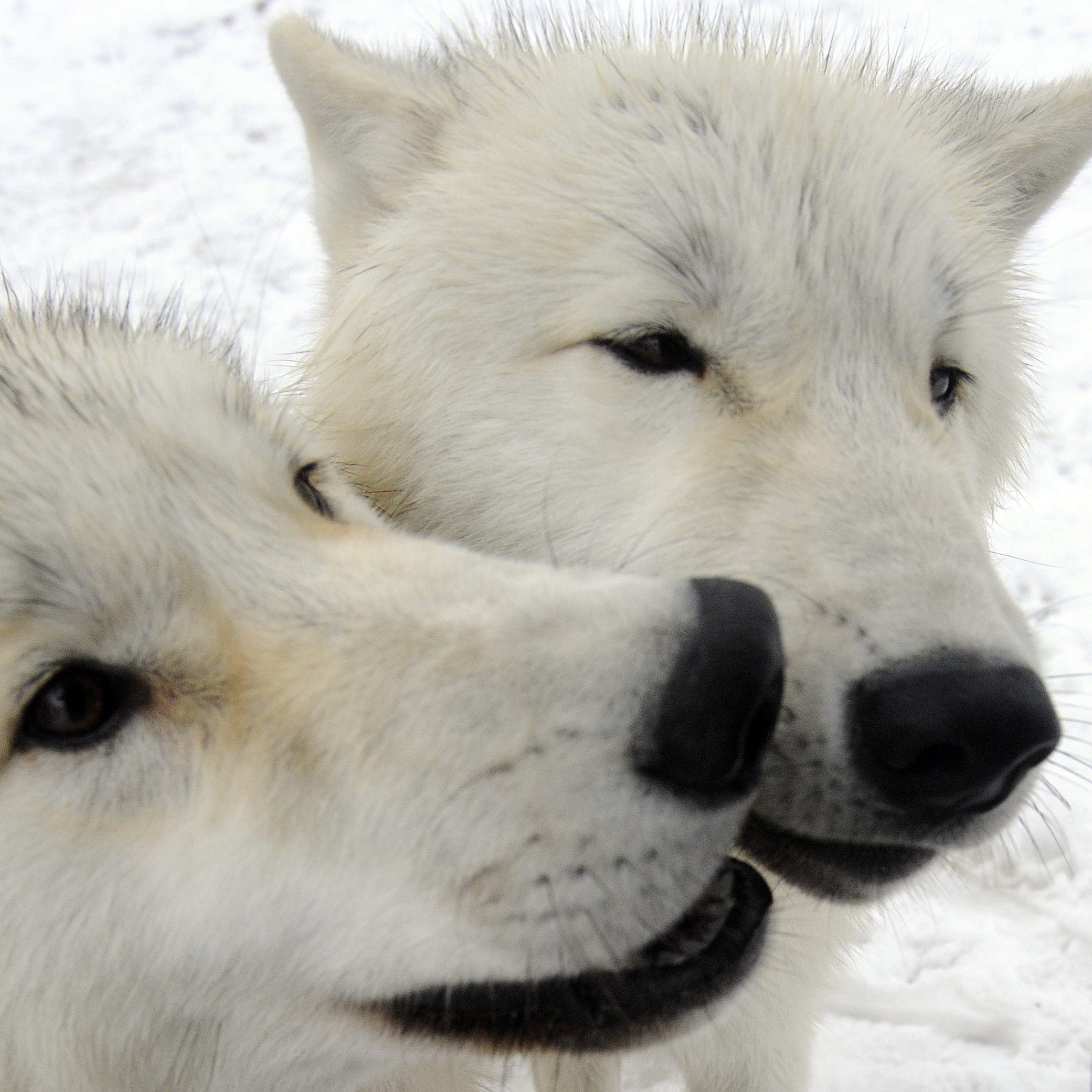 Weiter Diskussionen um den Schutz für Wölfe in Europa.