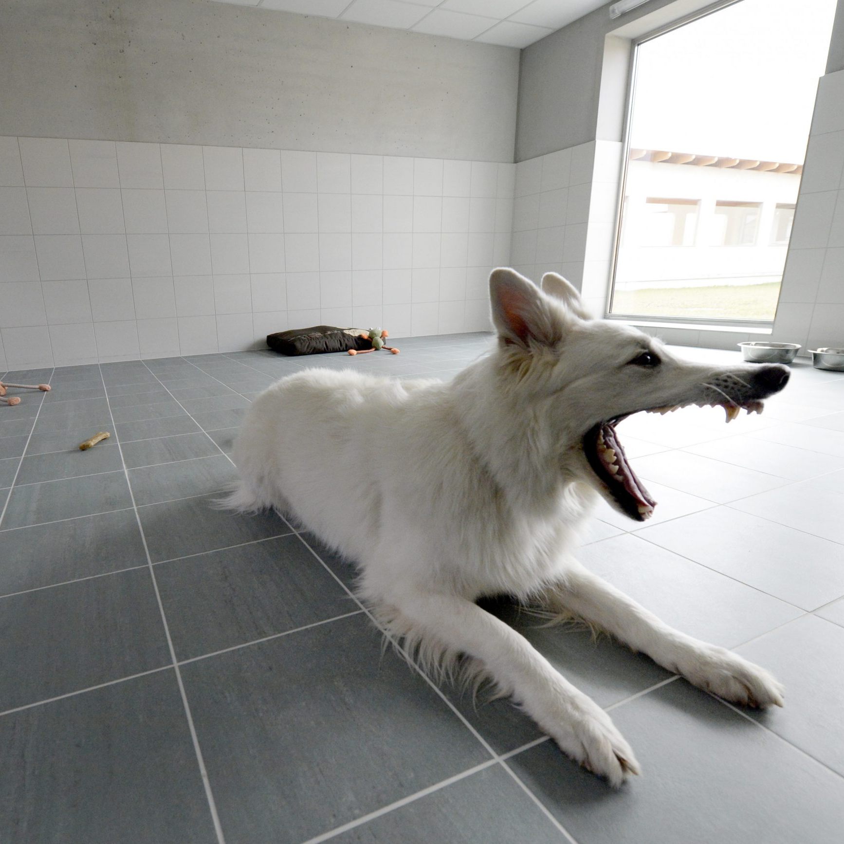 Fast 700 Hunde wurden 2023 ins Tierquartier Wien gebracht.