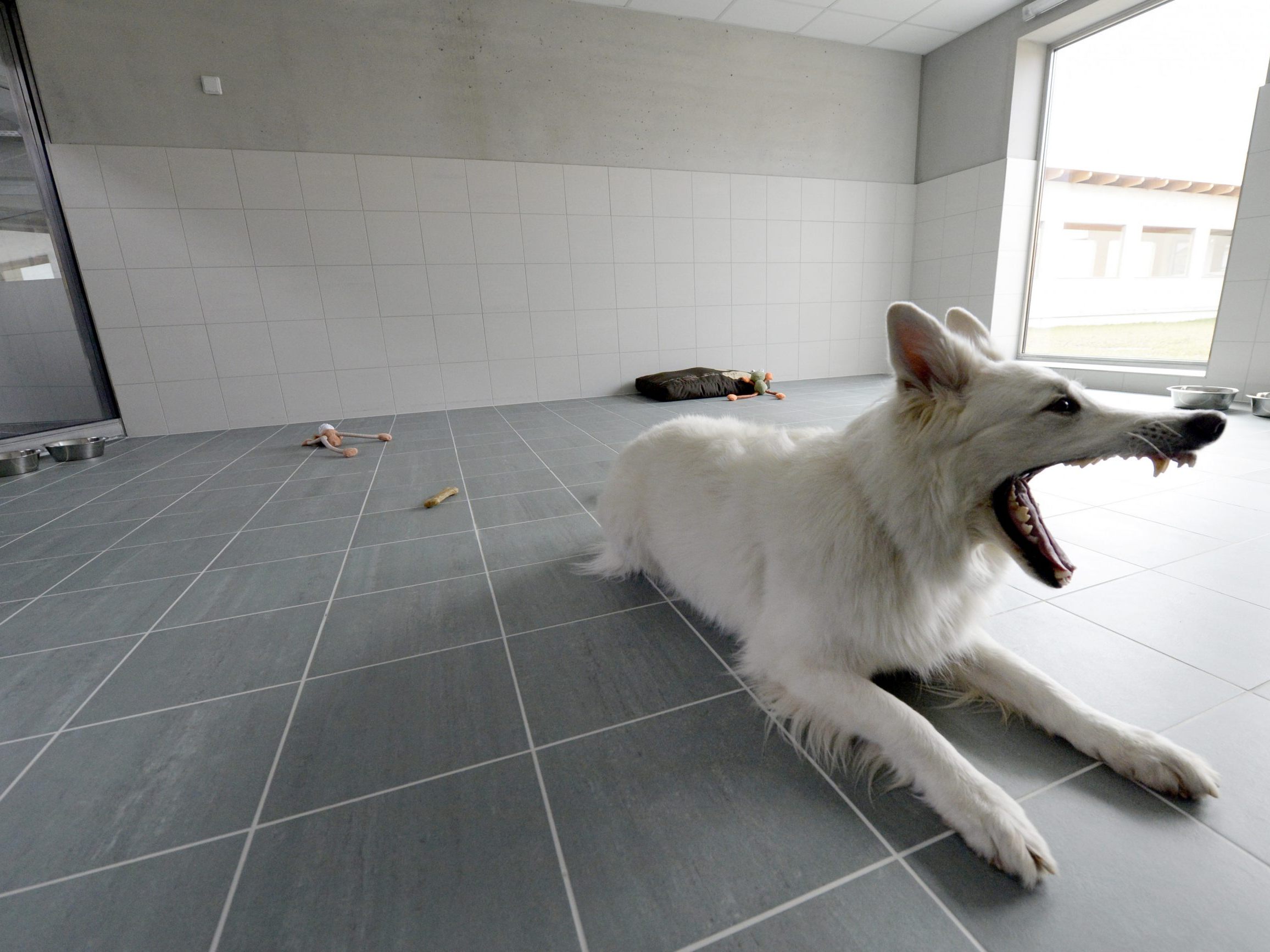 Fast 700 Hunde wurden 2023 ins Tierquartier Wien gebracht. Fast 700 Hunde wurden 2023 ins Tierquartier Wien gebracht.