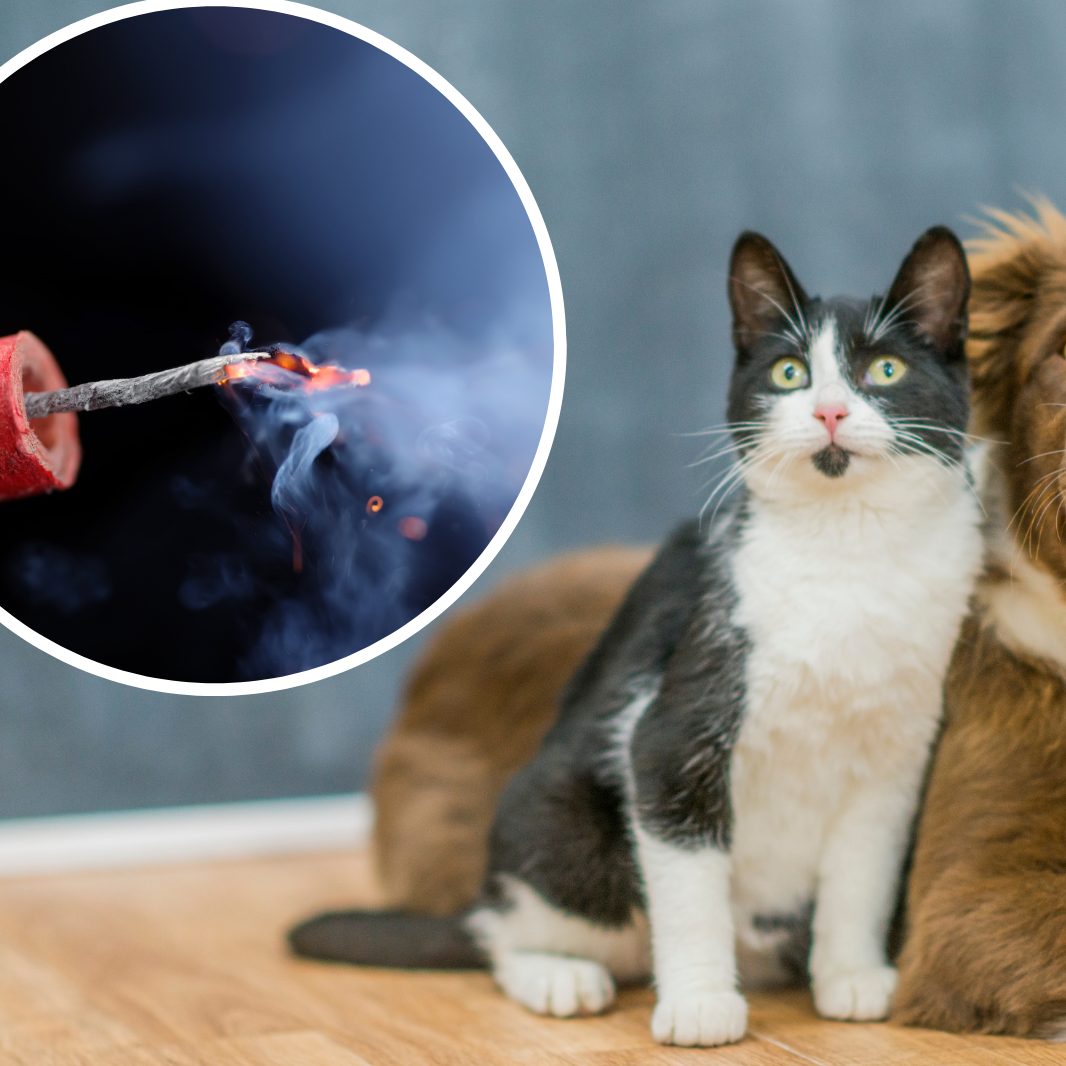 Vier Pfoten warnt vor Böllerstress für Tiere.