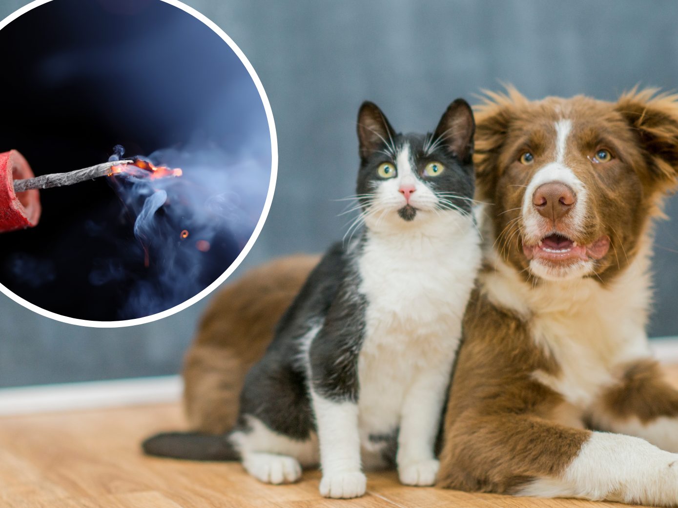 Vier Pfoten warnt vor Böllerstress für Tiere. Vier Pfoten warnt vor Böllerstress für Tiere.