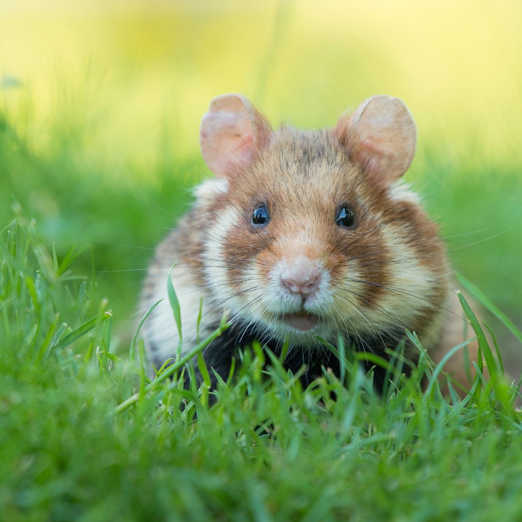 Die Gewinner der "Natur des Jahres 2024" wurden erkoren.