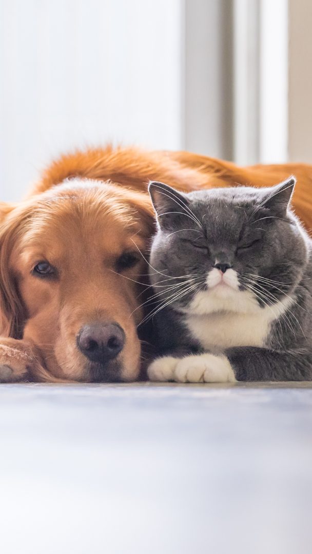 So könnt ihr euren Lieblingen zu Silvester helfen.