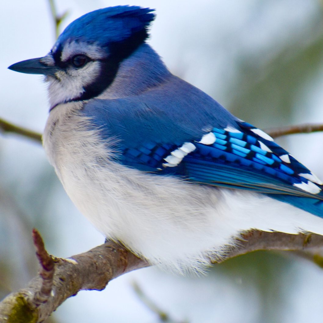 Ein neues Volksbegehren fordert das Ende der Freizeitjagd auf Vögel.