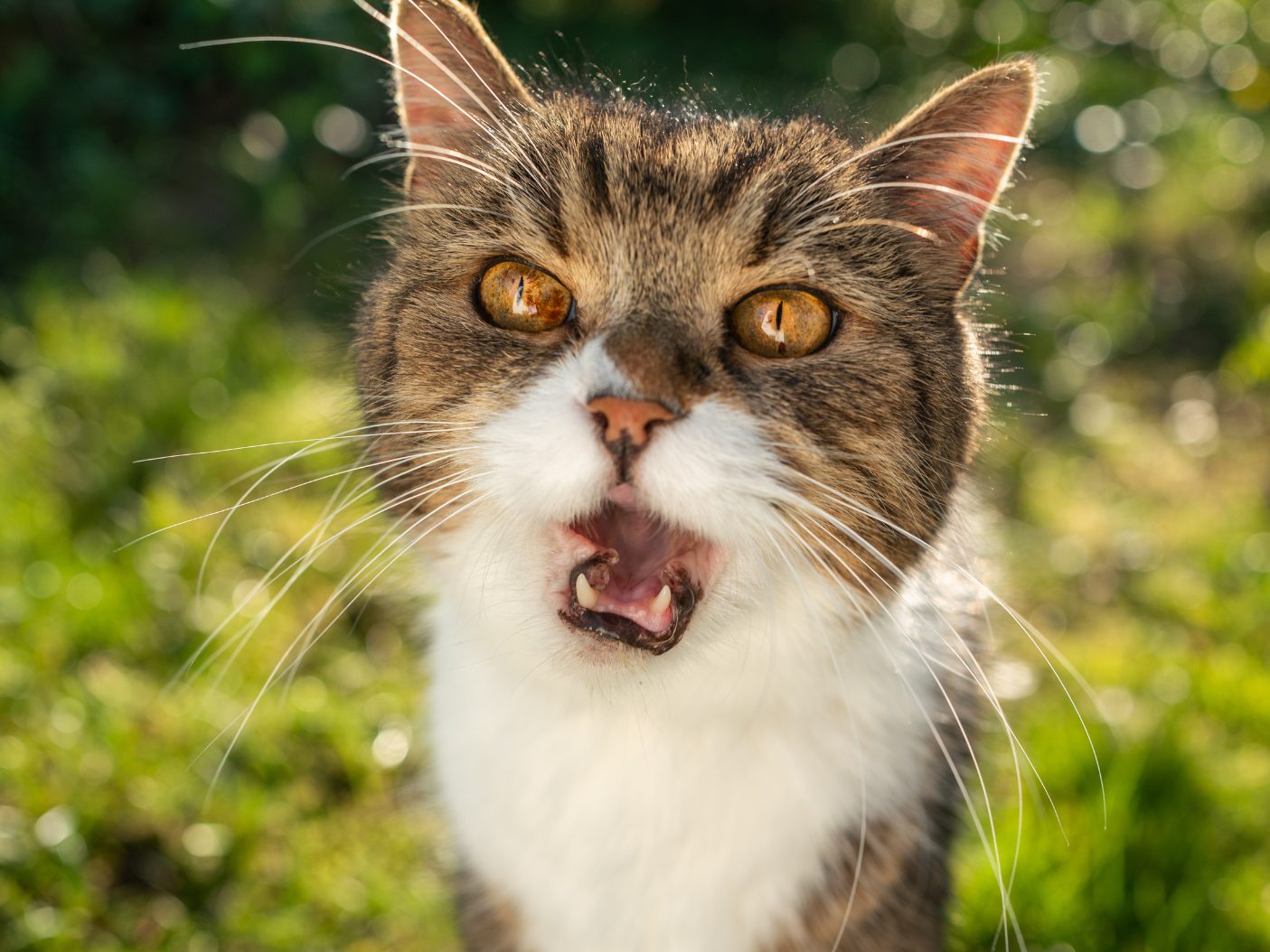 Das will deine Katze dir sagen. Das will deine Katze dir sagen.