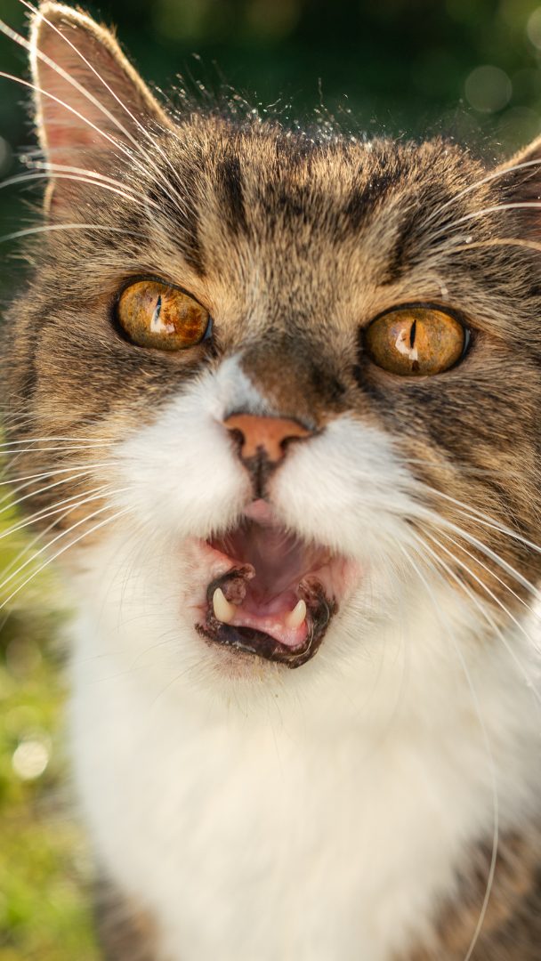 Das will deine Katze dir sagen.