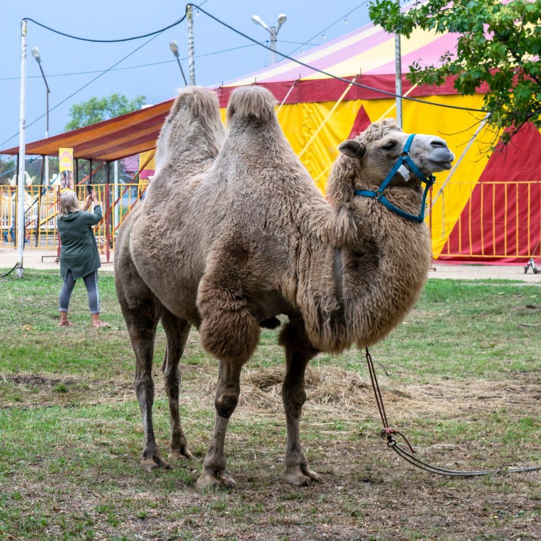 Hundeattacke auf Kamele in Oberösterreich.