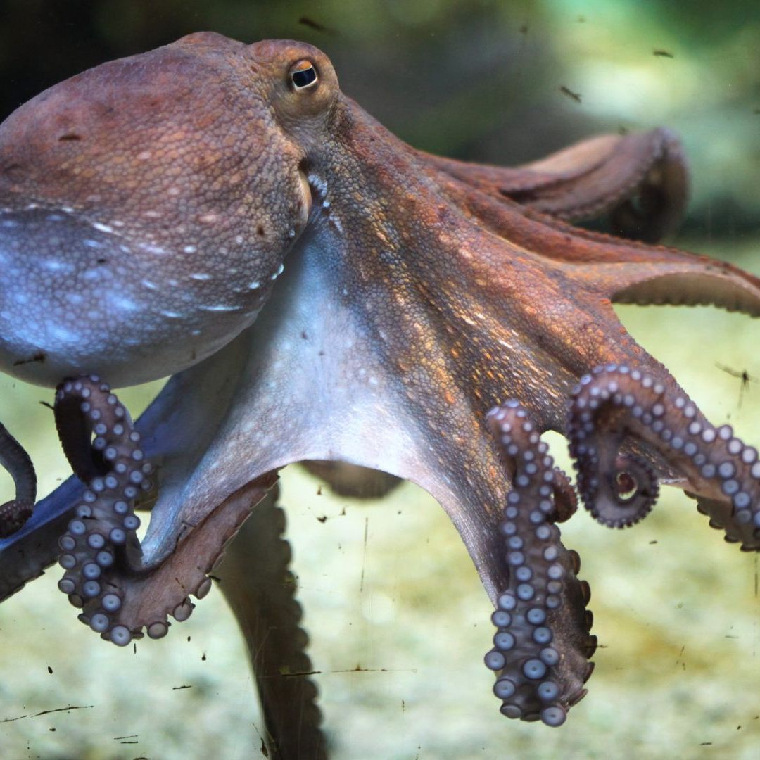 Forscher führten eine DNA-Studie mit Kraken durch.