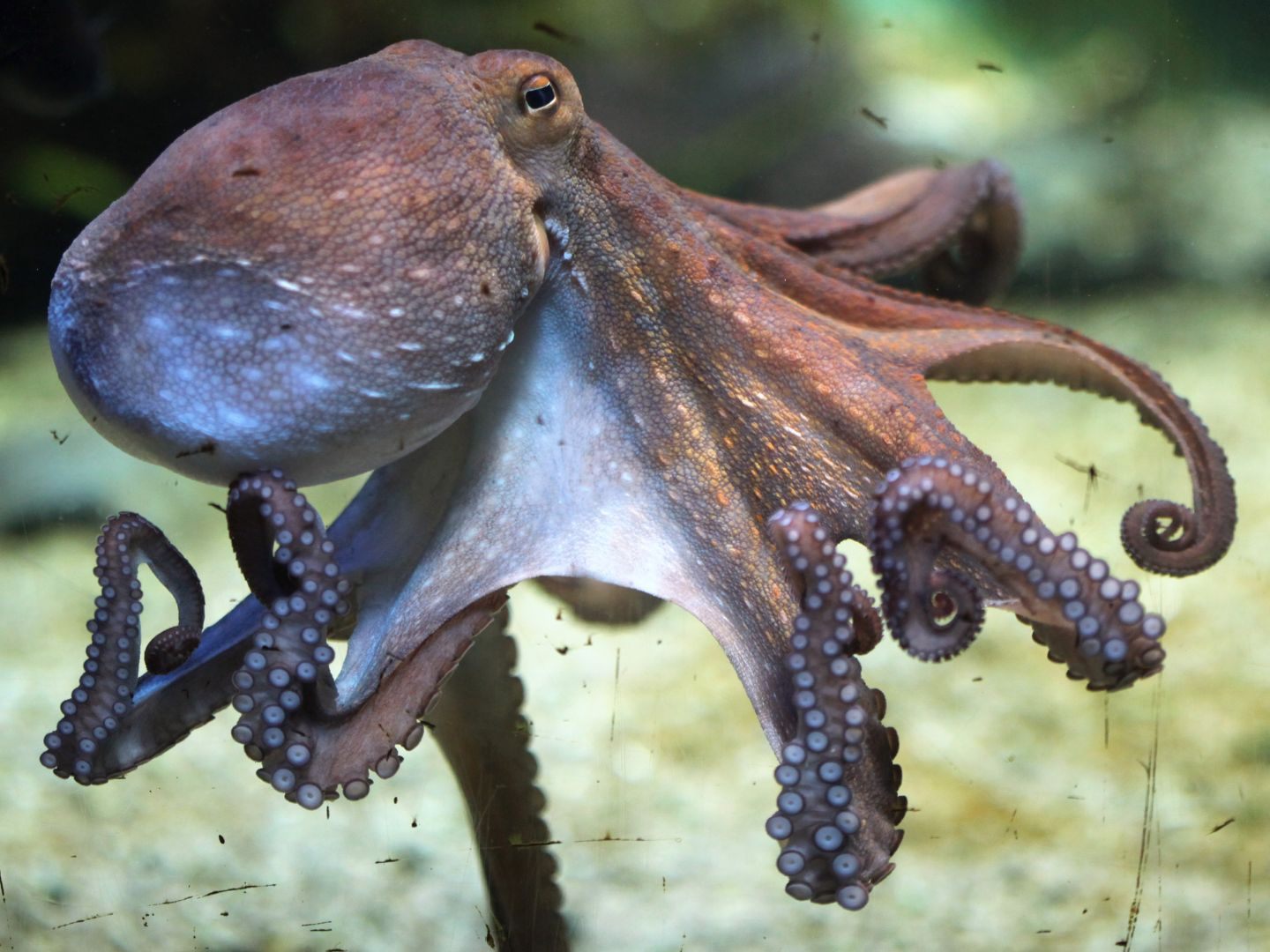 Forscher führten eine DNA-Studie mit Kraken durch.