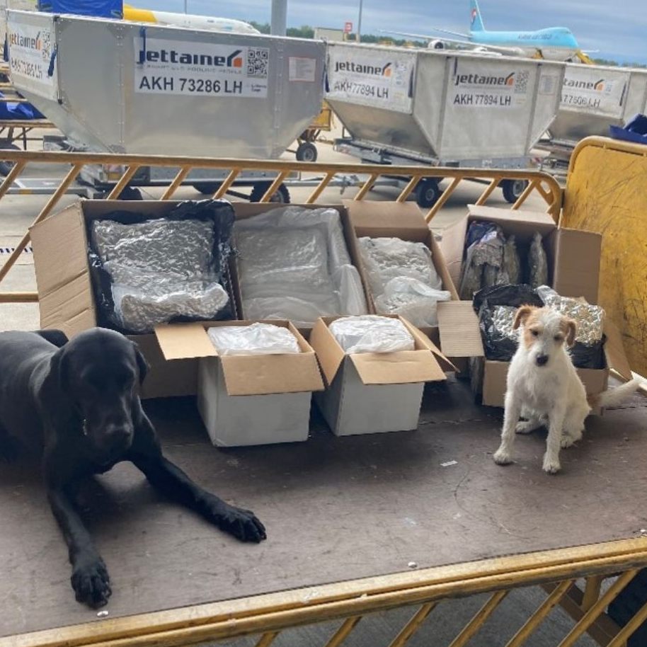 Die Polizeidiensthunde "Pitt" und "Taffatal", sowie Zolldiensthund "Pero" erschnüffelten 50 Kilogramm Cannabis am Flughafen Wien.