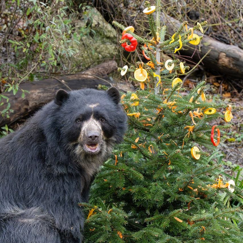 Die Bären im Wiener Tiergarten Schönbrunn dürfen sich über ein besonderes Weihnachtsgeschenk freuen.