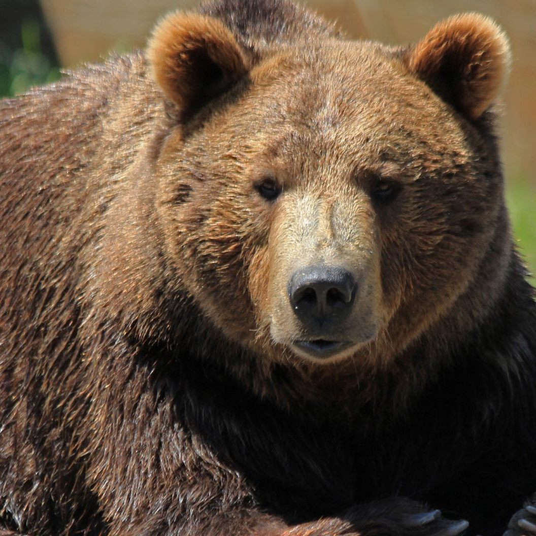 Ein Gericht setzte die Tötung zweier Problembären in Italien aus.