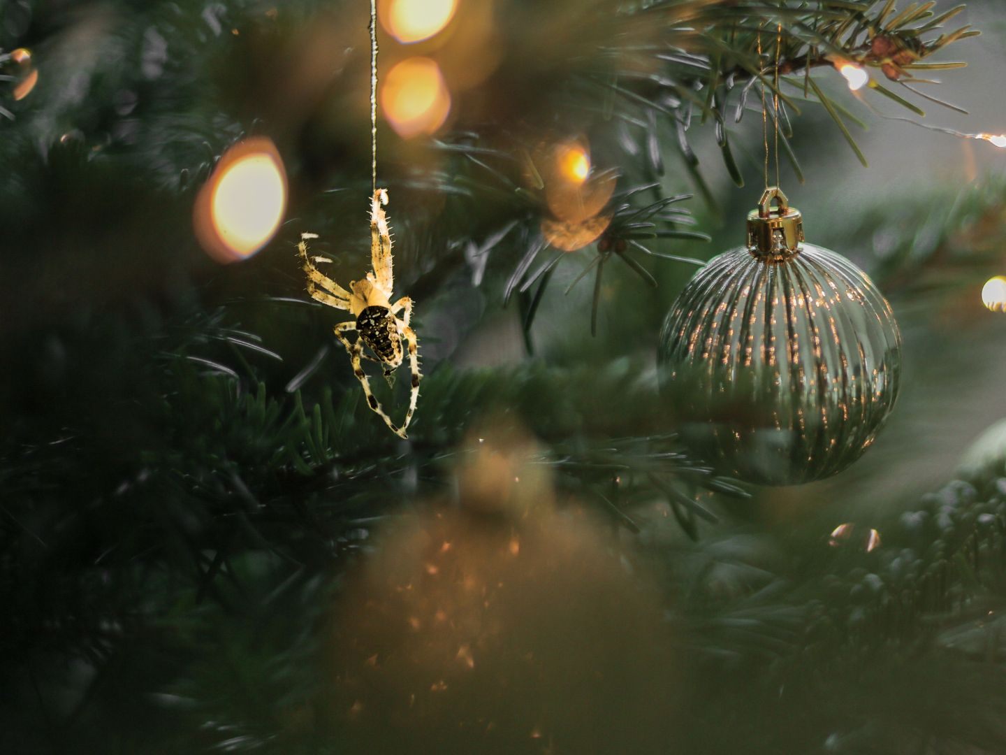 Mit jedem Christbaum kommen rund 25.000 kleine Tierchen mit ins Haus. Mit jedem Christbaum kommen rund 25.000 kleine Tierchen mit ins Haus.