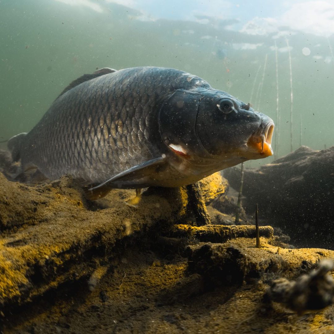 Karpfen gehört zu den am meisten produzierten Speisefischen in Österreich.