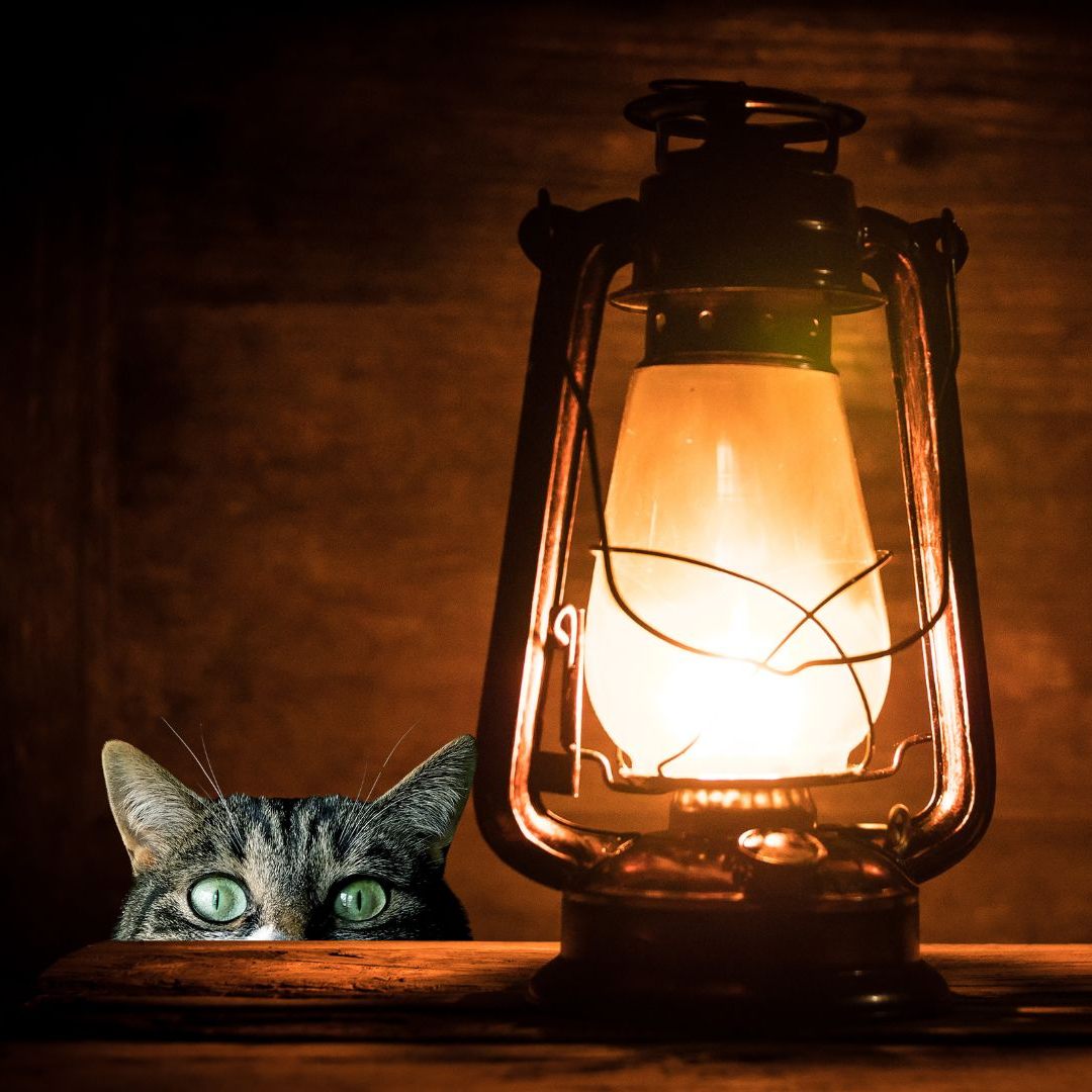 Eine Katze dürften einen Brand ausgelöst haben, der einen Schaden von einer halben Million Euro verursachte.